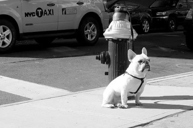 The noble French Bulldog stands vigil next to a fire hydrant.